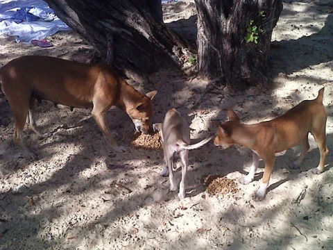 Abandoned dogs in Punta Cana