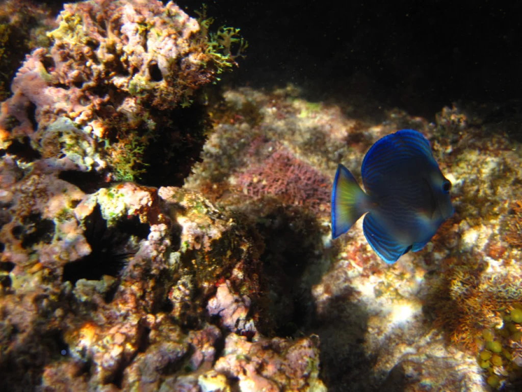 Bebe Private Charter