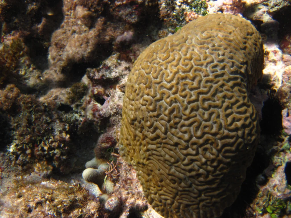 Bebe Private Charter Snorkeling