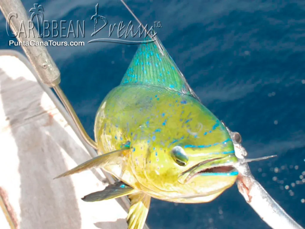 Fishing Charter 03