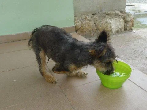 Helping stray animals