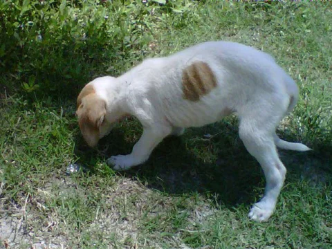 Neglected puppy rescued